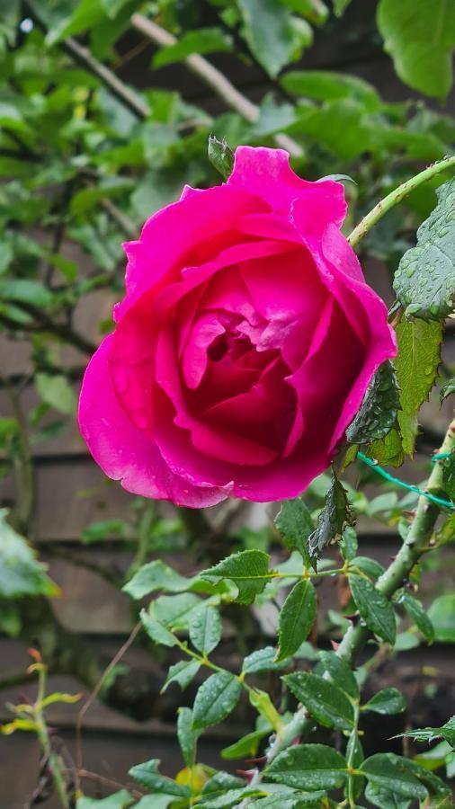 Blainville-sur-Mer Lesroses1680 B&B 외부 사진