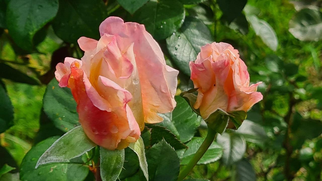 Blainville-sur-Mer Lesroses1680 B&B 외부 사진